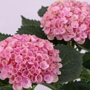 Hortensia Magical® 'Revolution Pink'