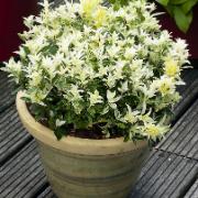 Japansk benved 'Pierrolino'