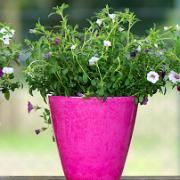 Universal Roto blomkruka – Rosa