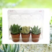 Mini-trädgård Växtkollektion 1