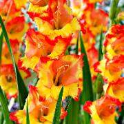 Gladioler 'Princess Margaret Rose'
