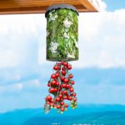 Tomatampel med tomatplanta ’Tumbling Tom Red’