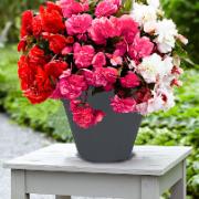 Doftande hängbegonia mix + Elho Loft-Urban kruka