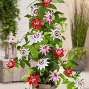 Kollektion med passionsblommor 'Tricolor' Kollektion med passionsblommor 'Tricolor'