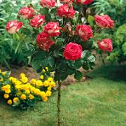 Stamros 'Nostalgie'®