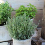 Apelsindoftande timjan