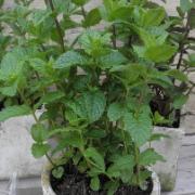 Grönmynta 'Moroccan'