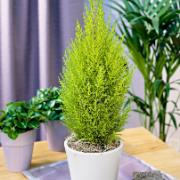 Montereycypress 'Goldcrest Wilma'