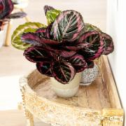 Bredkalatea 'Surprisestar'