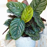 Finkalatea (Calathea ornata)