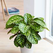 Calathea 'Flamestar'