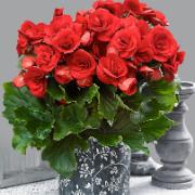 Begonia 'Baladin' 