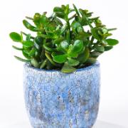 Paradisträd 'Minor'