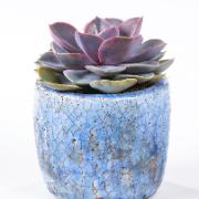 Echeveria 'Perle Van Nürnberg' 