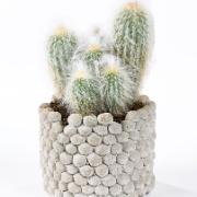 Espostoa lanata - kaktus