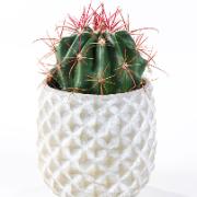 Ferocactus