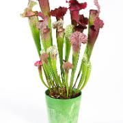 Köttätande växt 'Juthatip Soper'