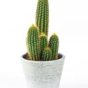 Weberbauerocereus - kaktus