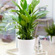 Fredskalla 'Strauss'