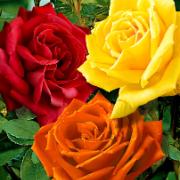 Bakkers storblomstrande rosenmix 'Rome'