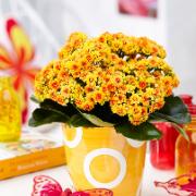 Kalanchoe Goodie® 'Orange Yellow'