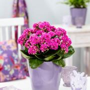 Kalanchoe Goodie® 'Purple'