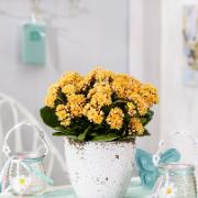Kalanchoe Goodie® 'Yellow'