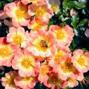 Häckros Bijenweelde® 'Apricot'