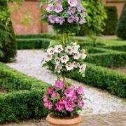 Frilandshibiskus 'Tricolor'