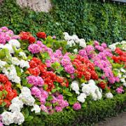 Blandad hortensiahäck