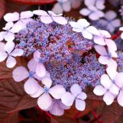 Purpurhortensia ‘Indian Summer’