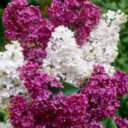 Kollektion med syrener