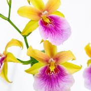 Orkidé Miltonia 'Sunset'