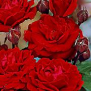 3 Rosor 'Nina Weibull'