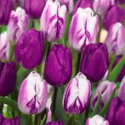 Tulpaner 'Purple' mix