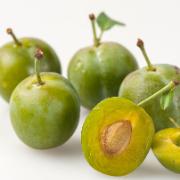 Gröna plommon 'Reine Claude Verte'