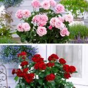 Storblomstrande 'Select' rosor - 2 sorter