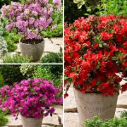 Japansk azalea i tre sorter