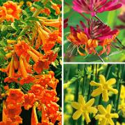 Kollektion med medelhavsklätterväxter