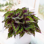 Rexbegonia 'African Jungle'