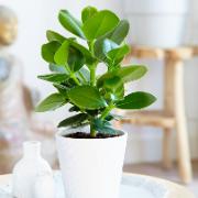 Narrfikus 'Princess'