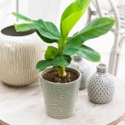 Bananplanta 'Oriental Dwarf'