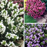 Praktbrunört i 3 sorter