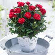 Krukros Parade® 'Karina'