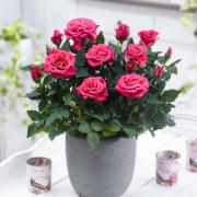 Krukros Parade® 'Kerri'