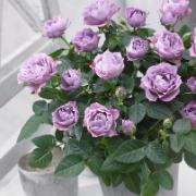 Krukros Parade® 'Lamy'