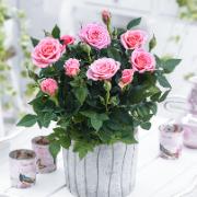 Krukros Parade® 'Nera'