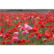 Trädgårdsmålning - Vallmo