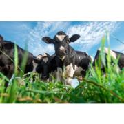 Trädgårdsmålning - Ko på en äng