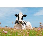 Trädgårdsmålning - Ko med blommor